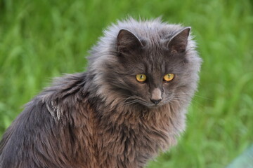 chat angora