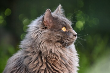 chat angora