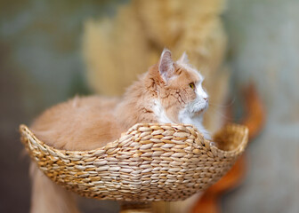 Ginger and White Fluffy Cat Resting in Basket