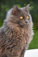 Chat angora