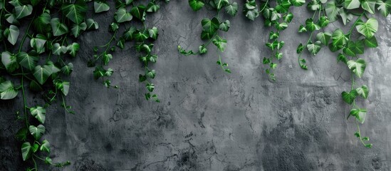 Grey Wall With Climbing Leaves