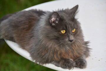 chat angora