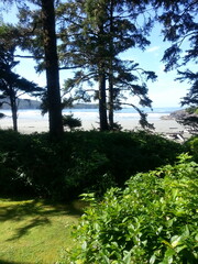 morning in the forest by the beach