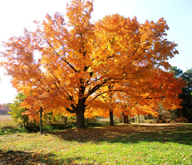 Bright colorful maple tree in the country