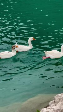 white swans in the pond