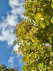 tree leaves against the sky