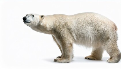 Fototapeta premium polar bear cub