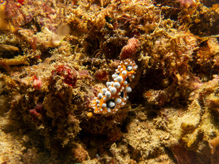 Bright yellow and white Ocellated Phyllidia nudibranch, Phyllidia ocellata, a sea slug, a dorid nudibranch near Puerto Galera, Philippines. 