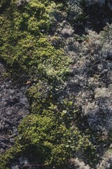 Mossy rock 