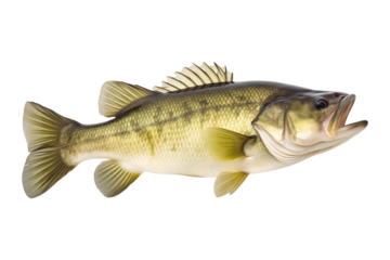 Largemouth bass fish isolated on transparent or white background, png