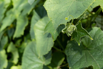 Cucumber plant. Green plant vegetable background. Gardening.