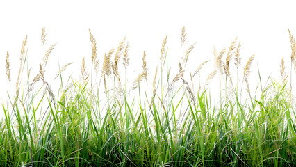 A detailed image of tall grass from a meadow Isolated on a transparent background