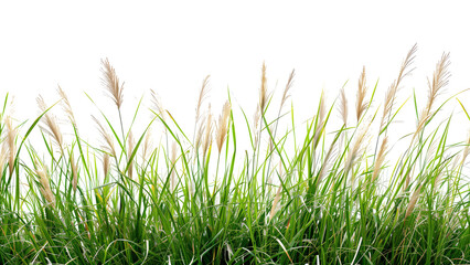 A detailed image of tall grass from a meadow Isolated on a transparent background