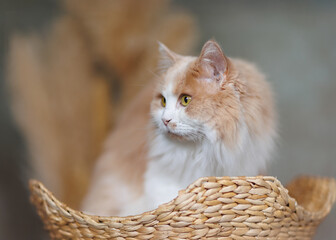 Ginger and White Fluffy Cat Resting in Basket