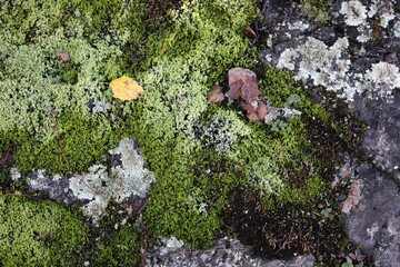 Mossy rock close up 