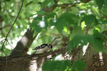 downy woodpecker
