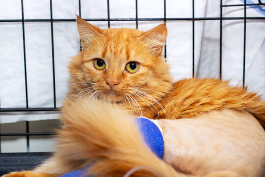 A cat with a bandage on its leg is currently in a cage