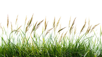 Untitled design - A detailed image of tall grass from a meadow Isolated on a transparent background