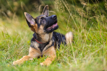 Young German Shepherd in the grass.