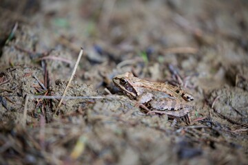 Frog on the ground.
