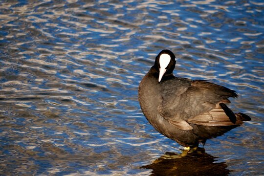 Eurasian Coot standing in the Serpentine. 
