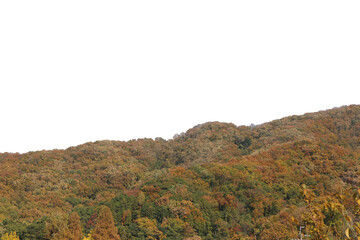 紅葉の木・山　切り抜き