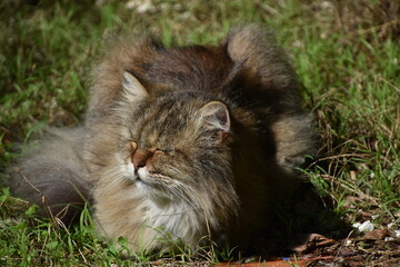 chat persan