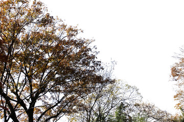 紅葉の木・山　切り抜き