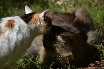chat persan