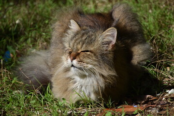 chat persan