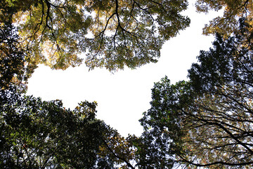 紅葉の木・山　切り抜き