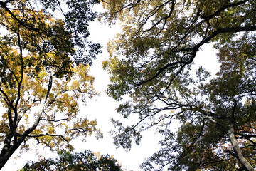 紅葉の木・山　切り抜き