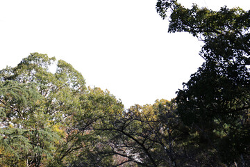 紅葉の木・山　切り抜き