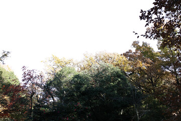 紅葉の木・山　切り抜き