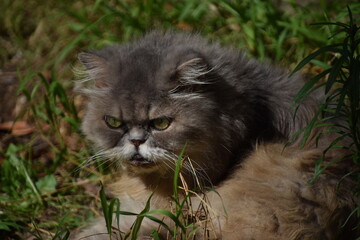 chat persan