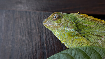 Bronchocela jubata, commonly known as the maned forest lizard head shoot photography