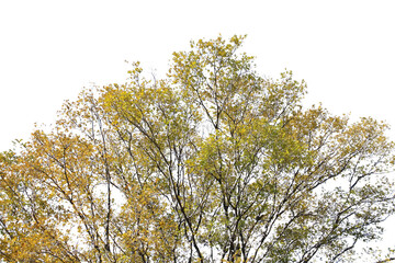 紅葉の木・山　切り抜き