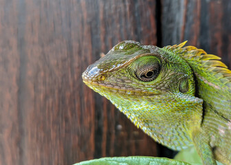 Bronchocela jubata, commonly known as the maned forest lizard head shoot photography
