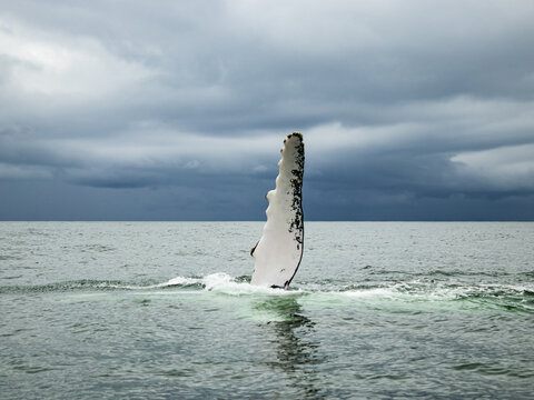 Humpback Whale flipper slapping at PNN Uramba, Bahia Malaga, Colombia.