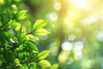 The bright sun is shining through the vibrant leaves of a tree