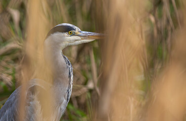Héron cendré (gray heron-