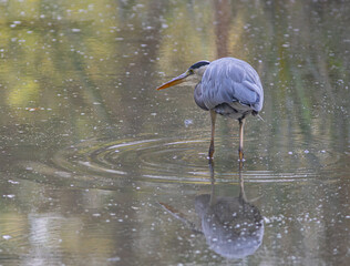 Obraz premium Héron cendré (gray heron)