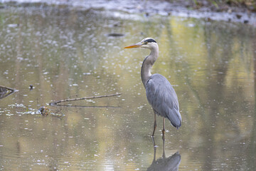 Héron cendré (gray heron)