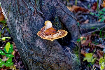 Bracket fungus (Ganoderma applanatum) Also known as Artists Bracket or Conk