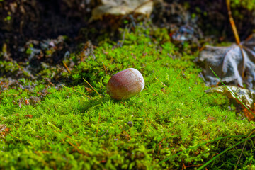 Fallen acorns provide food for many animals and birds