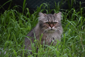 chat persan