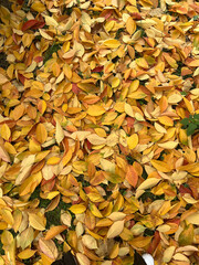autumn leaves