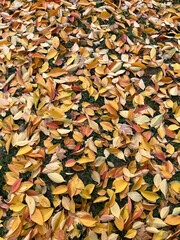 autumn leaves