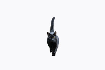 chat noir en transparence pour travail photo, fond blanc
