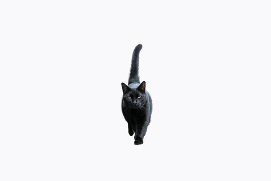 chat noir en transparence pour travail photo, fond blanc